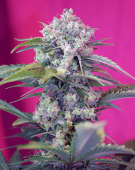 Cream Mandarine Auto Feminised Seeds-SS-CMA-Fem
