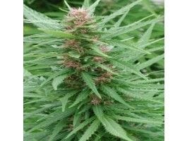 Ace Mix Feminised Seeds-ACEMIXFEM