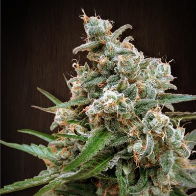 Nepal Jam Regular Seeds-ACENJREGU