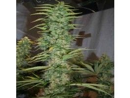 Orient Express Regular Seeds-ACEOEREGU