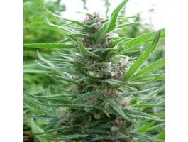 Panama Regular Seeds-ACEPANREGU