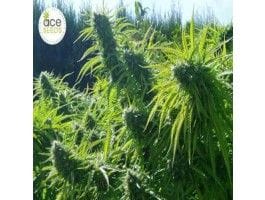 Tikal Regular Seeds-ACETIKREGU