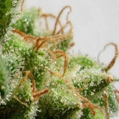 Malawi Feminised Seeds-ACEMALFEM