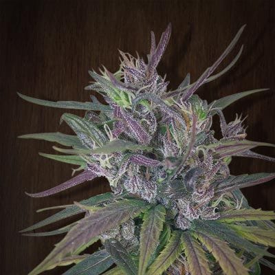 Oldtimer's Haze Regular Seeds-ACEOTHREGU