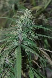 Green Haze Regular Seeds-ACEGHREGU