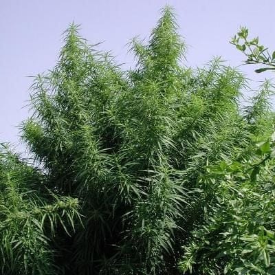 Tropical Mix Regular Seeds-ACETMREGU