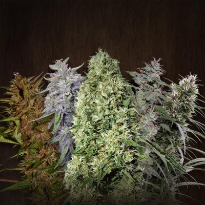 ACE Mix Regular Seeds-ACEMIXREGU