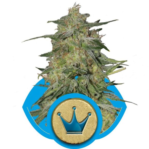 Royal Highness CBD Feminised Seeds-RQS-RH-CBD-FEM