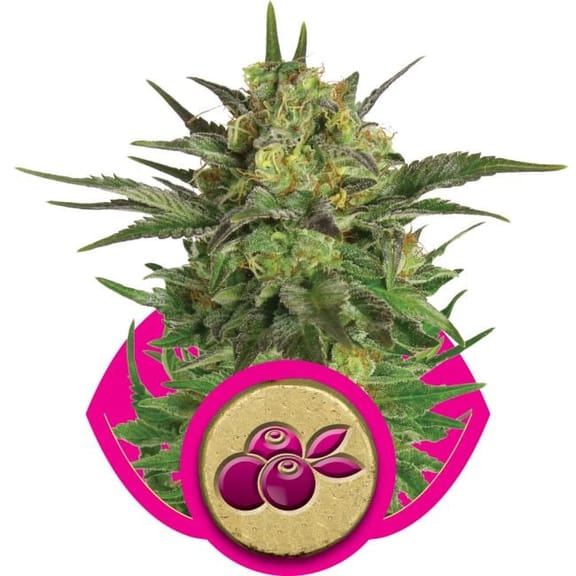 Haze Berry Feminised Seeds-RQS-HB-Fem