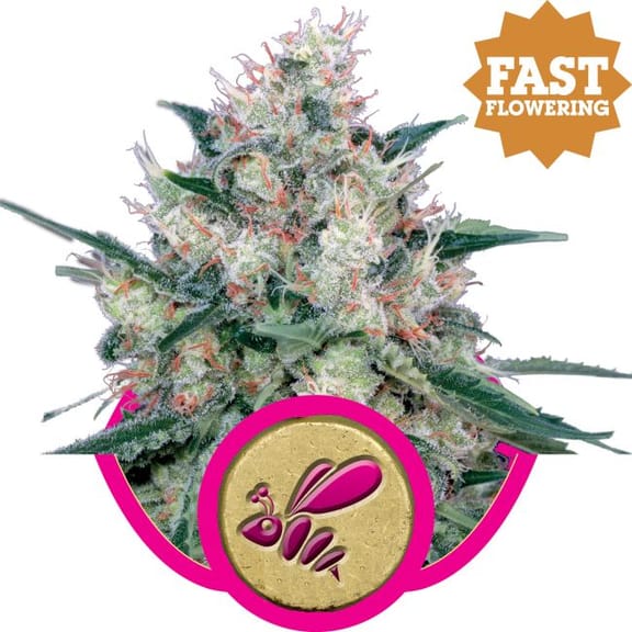 Honey Cream Fast Feminised Seeds-RQS-RCA-Fem