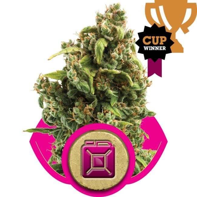 Sour Diesel Feminised Seeds-RQS-SD-Fem