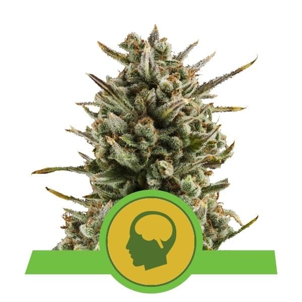 Amnesia Haze Auto Feminised Seeds-RQS-AHA-Auto-Fem
