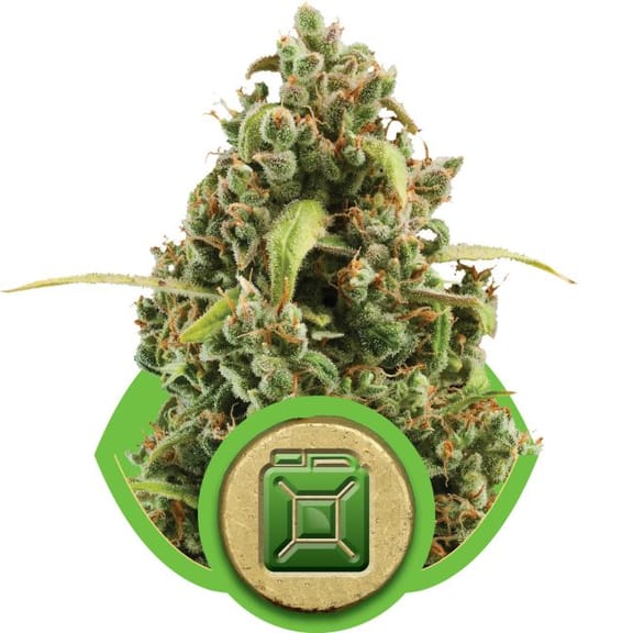 Diesel Auto Feminised Seeds-RQS-DIA-Auto-Fem