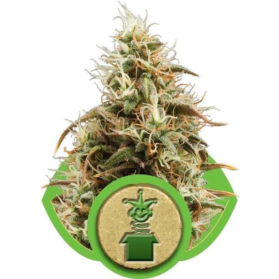 Royal Jack Auto Feminised Seeds-RQS-JHA-AutoFem