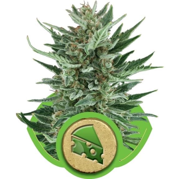 Royal Cheese Auto Feminised Seeds-RQS-RCHA-Auto-Fem