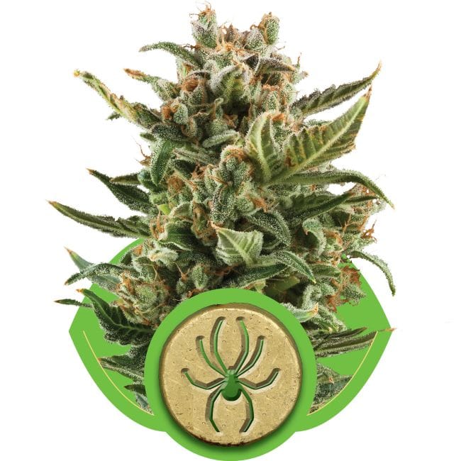 White Widow Auto Feminised Seeds-RQS-WWA-Auto-Fem