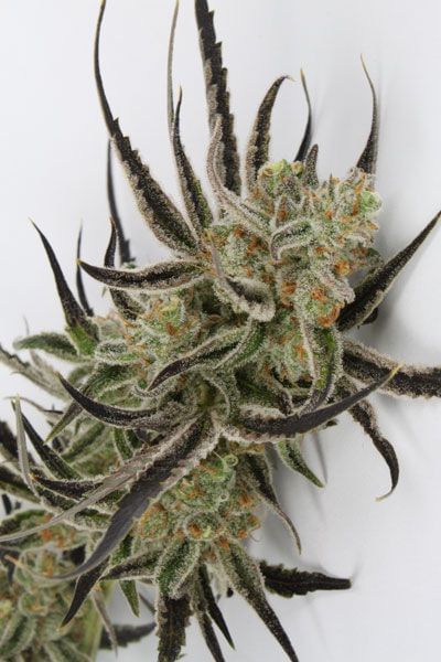 Chernobyl Regular Seeds-TGA-CB