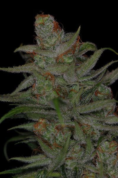 Jack Skellington Regular Seeds-TGA-JSK