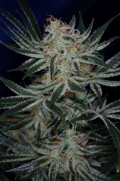 Jack the Ripper Regular Seeds-TGA-JTR