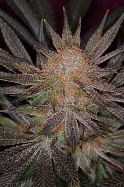 Qrazy Train Regular Seeds-TGA-QT