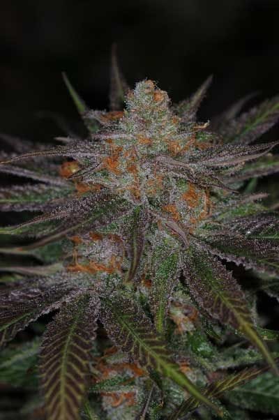 Ripped Bubba Regular Seeds-TGA-RB