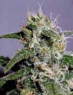 Cindy 99 Feminised Seeds-BLIM-CIN