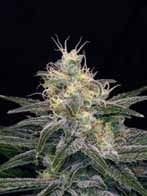 Chocolopez Feminised Seeds-BLIM-CHOC