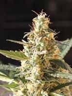 Cream Auto Feminised Seeds-BLIM-CRA
