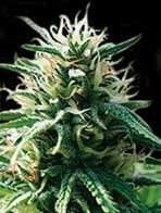 Sweety Auto Feminised Seeds-BLIM-SWA