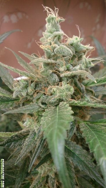 AK Auto Feminised Seeds-FMLAAK