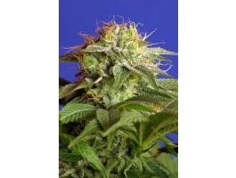 Green Poison F1 Fast Feminised Seeds-SS-GP-FAST-Fem