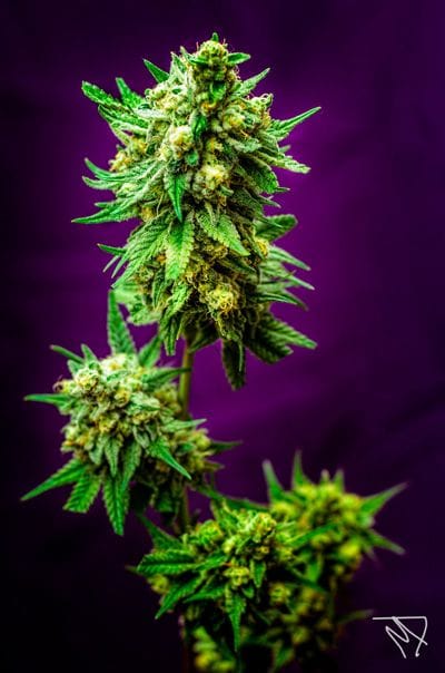 Micky Kush Regular Seeds-TGA-MK