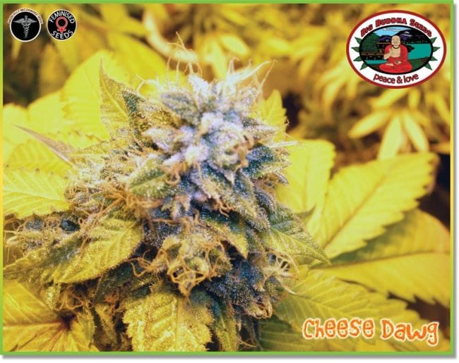 Cheese Dawg Feminised Seeds-BB-Cheese-Dawg