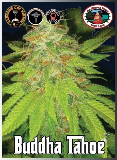 Buddha Tahoe Feminised Seeds-BB-Buddha-Tahoe