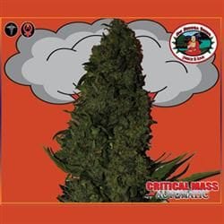 Critical Mass Auto Feminised Seeds-BB-Critical-Mass-Auto