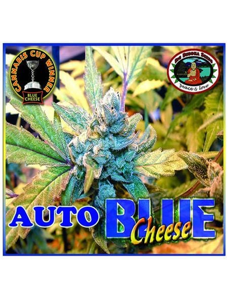 Blue Cheese Auto Feminised Seeds-BB-Blue-Cheese-Auto
