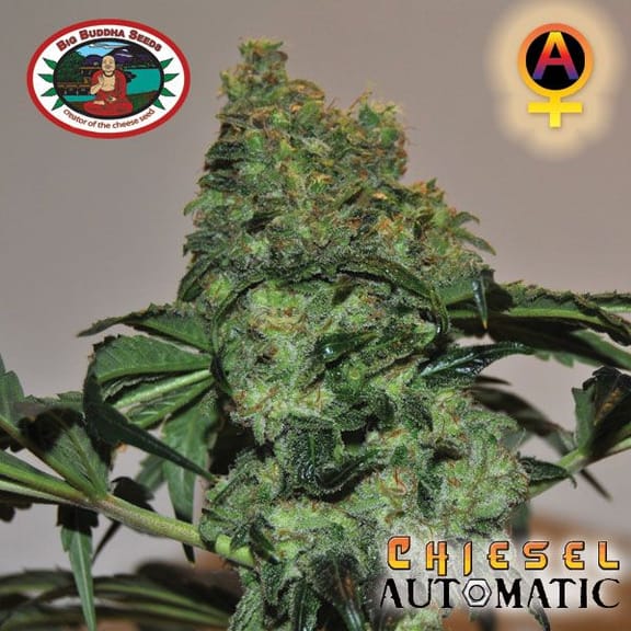 Chiesel Auto Feminised Seeds-BB-Chiesel-Auto-Fem