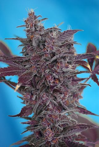 Black Cream Auto Feminised Seeds-SS-BCA-Fem