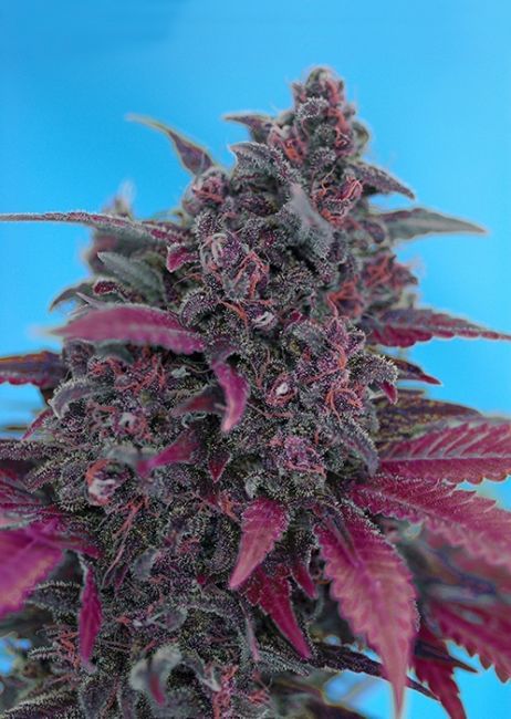 Dark Devil Auto Feminised Seeds-SS-DDA-Fem