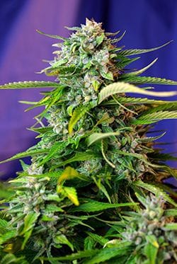 Jack 47 Auto Feminised Seeds-SS-J47A-Fem