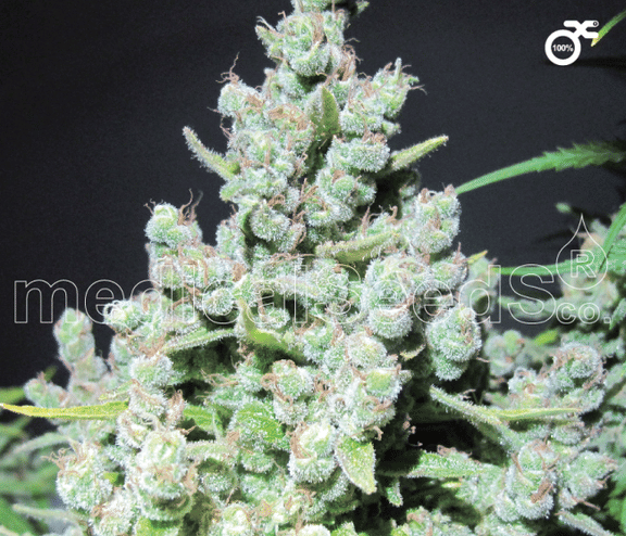Malakoff Feminised Seeds-MS-MLF-Fem
