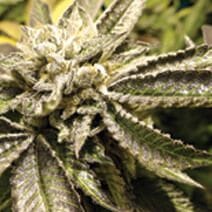 Canadian Kush 2.0 Feminised Seeds-MS-CK-Fem