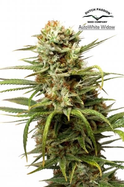White Widow Auto феминизирани семена-DP-AutoWhite-Widow