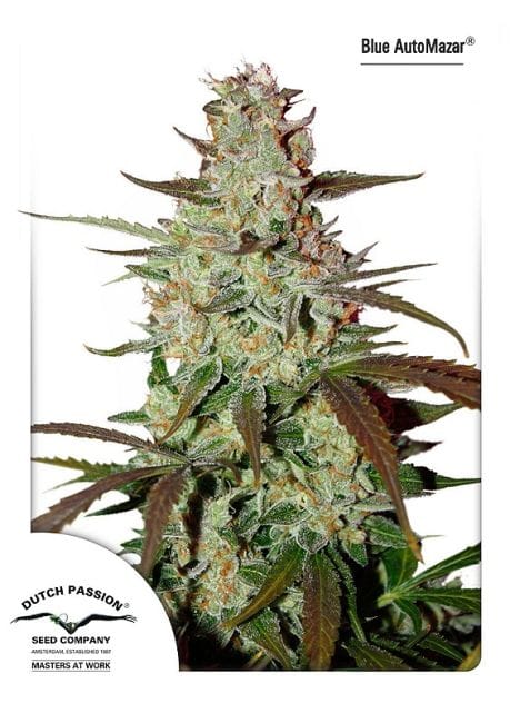 Blue Mazar Auto Feminised Seeds-dp-blue-automazar