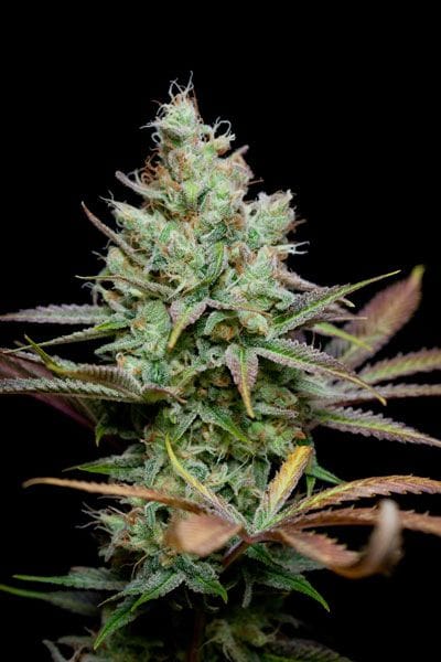 Pennywise Regular Seeds-TGA-RW