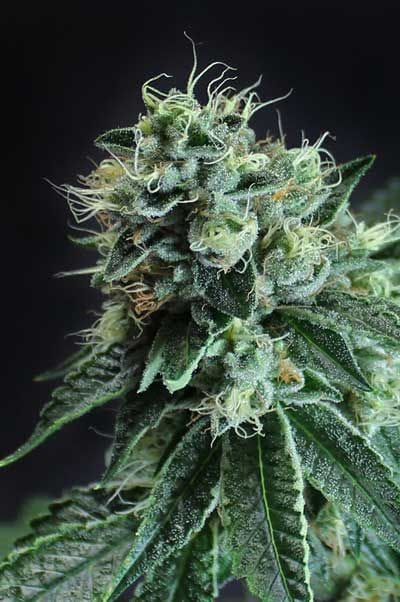 Jesus OG Regular Seeds-TGA-JOG