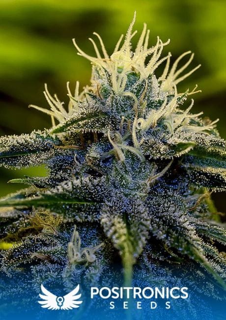 Afghan Express Autoflowering Feminised Seeds-PS-Afghan-express-Auto-Fem