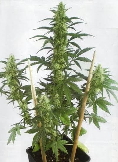MayDay Autoflowering Feminised Seeds-PS-MayDay-Auto-Fem