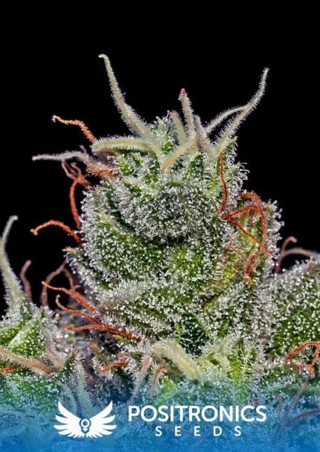 Supercheese Feminised Seeds-PS-Supercheese-Fem