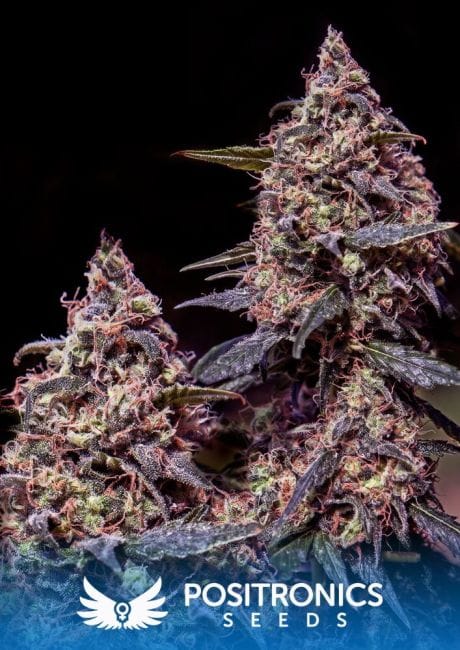 Somango #47 Feminised Seeds-PS-somango47-Fem